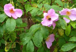 Garden-June-14-wild-rose-and-bee-